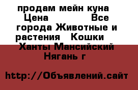 продам мейн куна › Цена ­ 15 000 - Все города Животные и растения » Кошки   . Ханты-Мансийский,Нягань г.